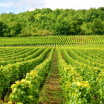 Programma di sostegno al settore vitivinicolo